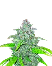 Blue Dream Automatic autofem (Nirvana), Нидерланды