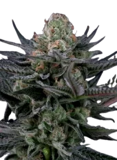 Caramba fem (Paradise Seeds), Нидерланды