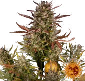 Dos Si Dos Auto autofem (Barney's Farm), Нидерланды