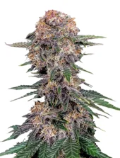 Cherry Cola Auto fem (FastBuds), Америка