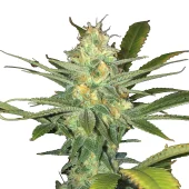 Auto White Widow genetics fem (IZI)