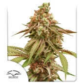 Tropical Tangie fem (Dutch Passion), Нидерланды