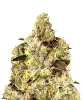 Auto Gelato genetics fem (IZI)