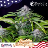 Tangie Auto autofem (Buddha Seeds), Испания