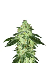 Black Jack Automatic autofem (Nirvana), Нидерланды