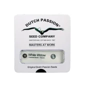 White Widow fem (Dutch Passion), Нидерланды