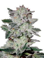 Sweet Valley Kush Fem feminised (GHS), Нидерланды