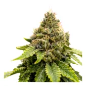 TnT Trichome fem (Super Sativa Seed Club), Нидерланды
