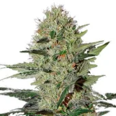 Exodus Cheese Auto fem (GHS), Нидерланды