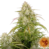Wedding Cake Auto fem (Barney's Farm), Нидерланды