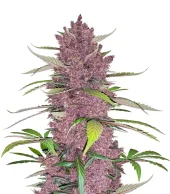 Purple Lemonade Auto fem (FastBuds), Америка