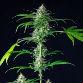 Mimosa Auto autofem (Royal Queen Seeds), Испания
