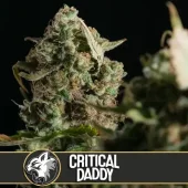 Critical Daddy fem (Blimburn Seeds), Испания