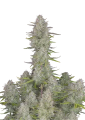 Wedding Cheesecake Auto fem (FastBuds), Америка