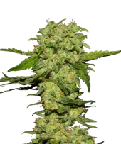 Portela fem (R-Kiem Seeds), Испания