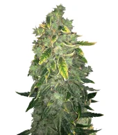 Kalashnikova fem (GHS), Нидерланды