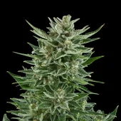 Easy Bud Auto autofem (Royal Queen Seeds), Испания